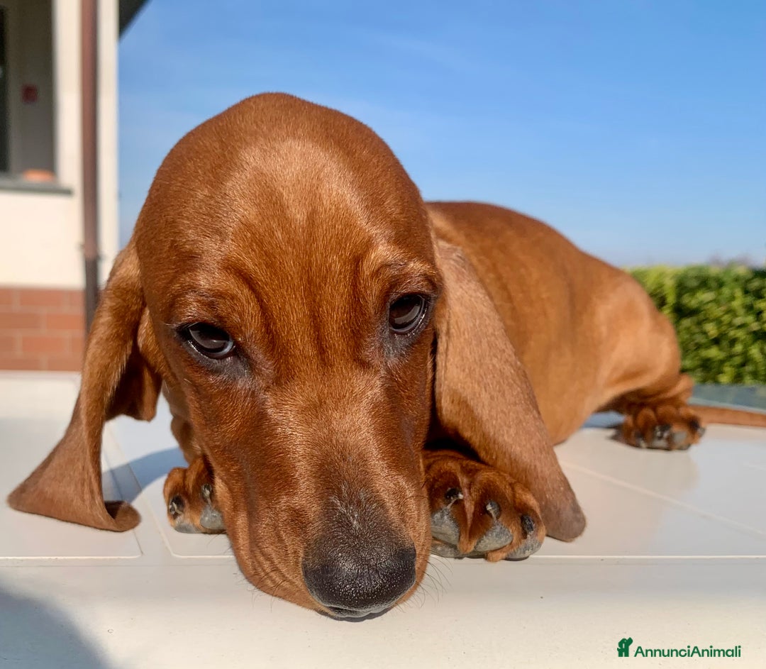 Bassotto cani in vendita: CUCCIOLO BASSOTTO STANDARD PELO CORTO - Annuncio 5