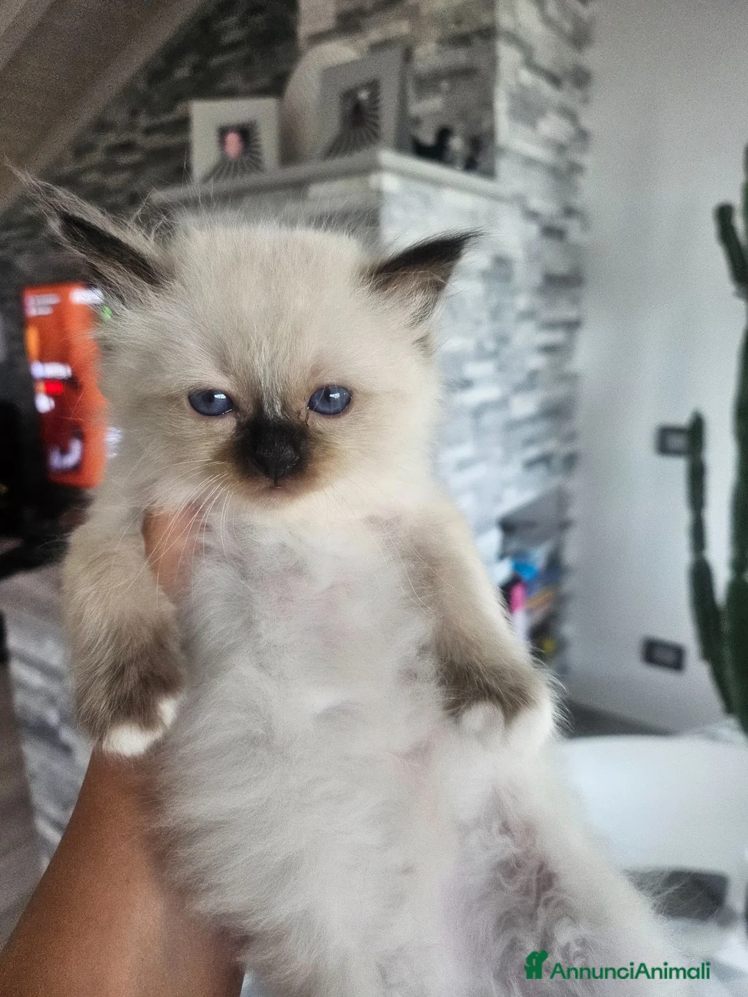 Sacro di Birmania gatti in vendita: Cuccioli Sacro di Birmania disponibili  - Annuncio 2