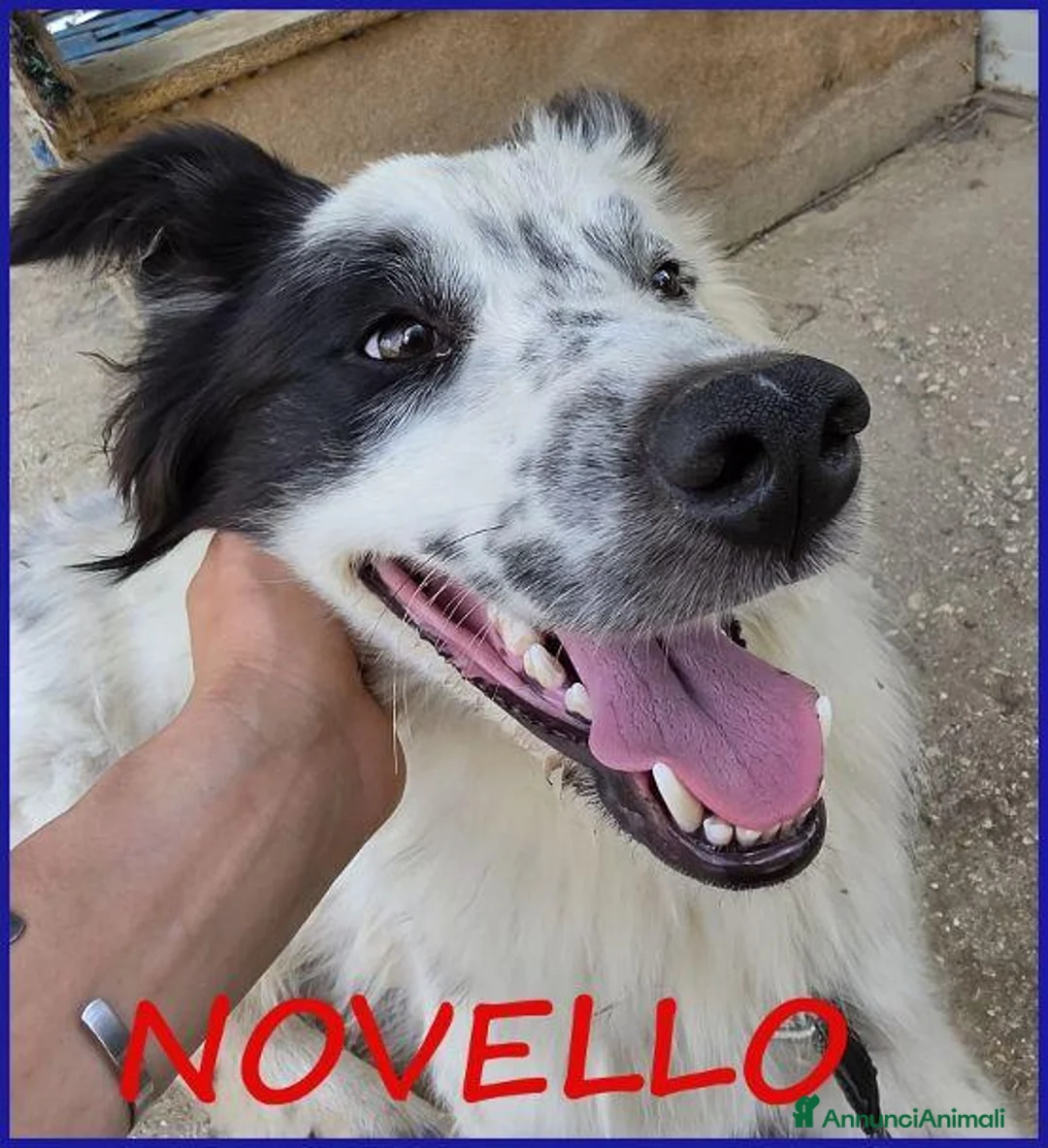 Meticcio cani in regalo: NOVELLO  1anno ancora cucciolone - Annuncio 5