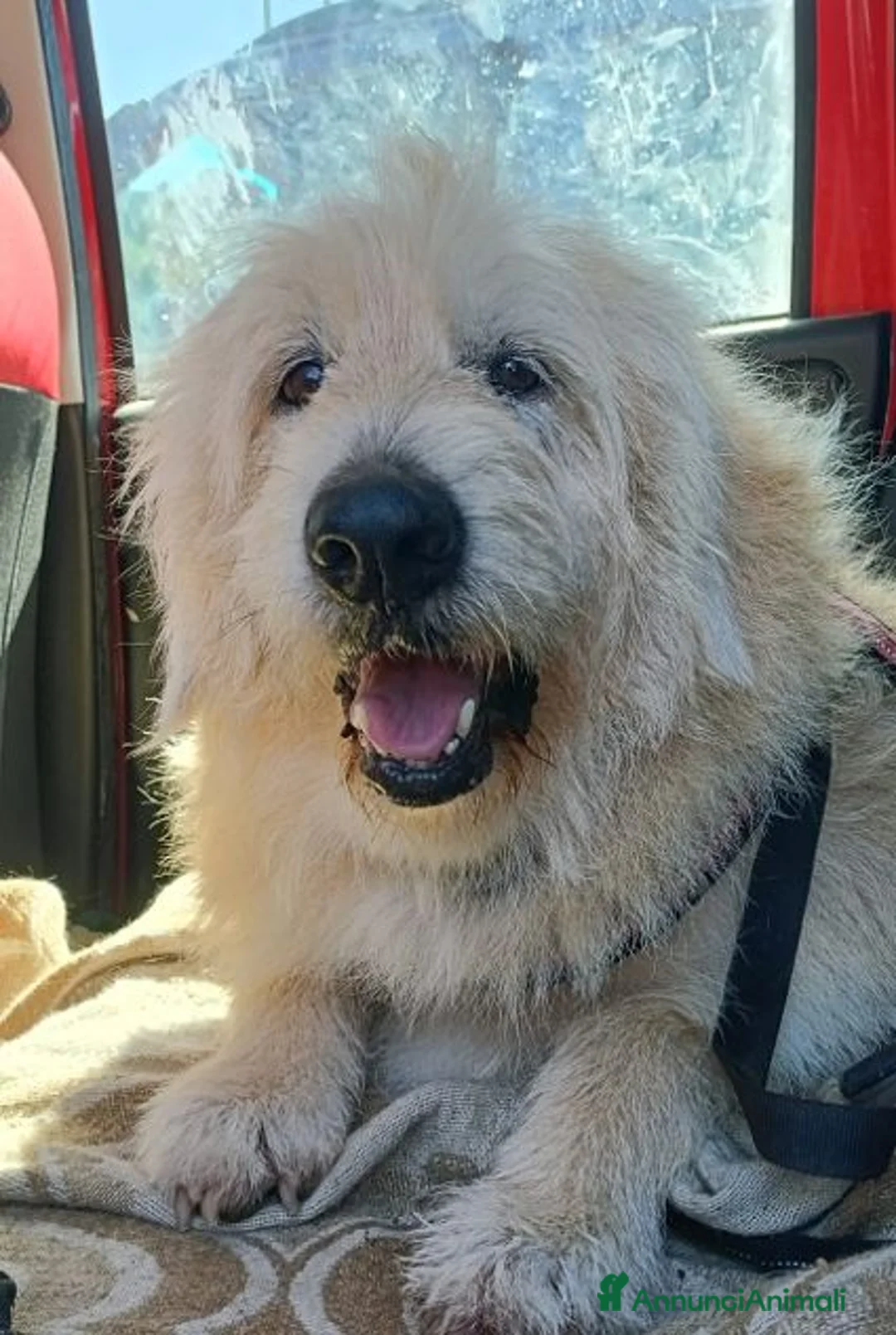 Meticcio cani in regalo: REBECCA bellissima rimasta sola - Annuncio 9