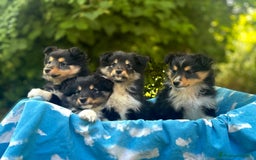 Shetland Sheepdog cani in vendita: Cuccioli Shetland sheepdog a Provincia di Alessandria - Immagine 4
