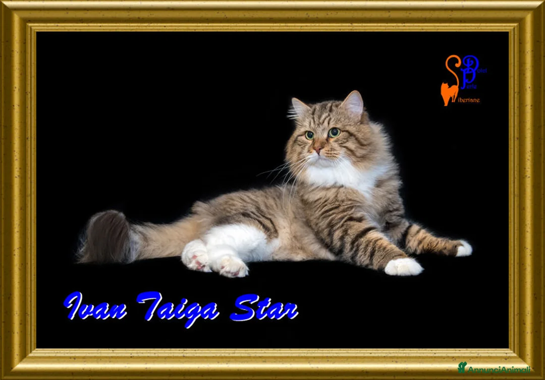 Immagine della galleria {{count}}