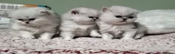 Persiano gatti in vendita: Cuccioli persiano chinchilla a Città metropolitana di Palermo - Annuncio 4