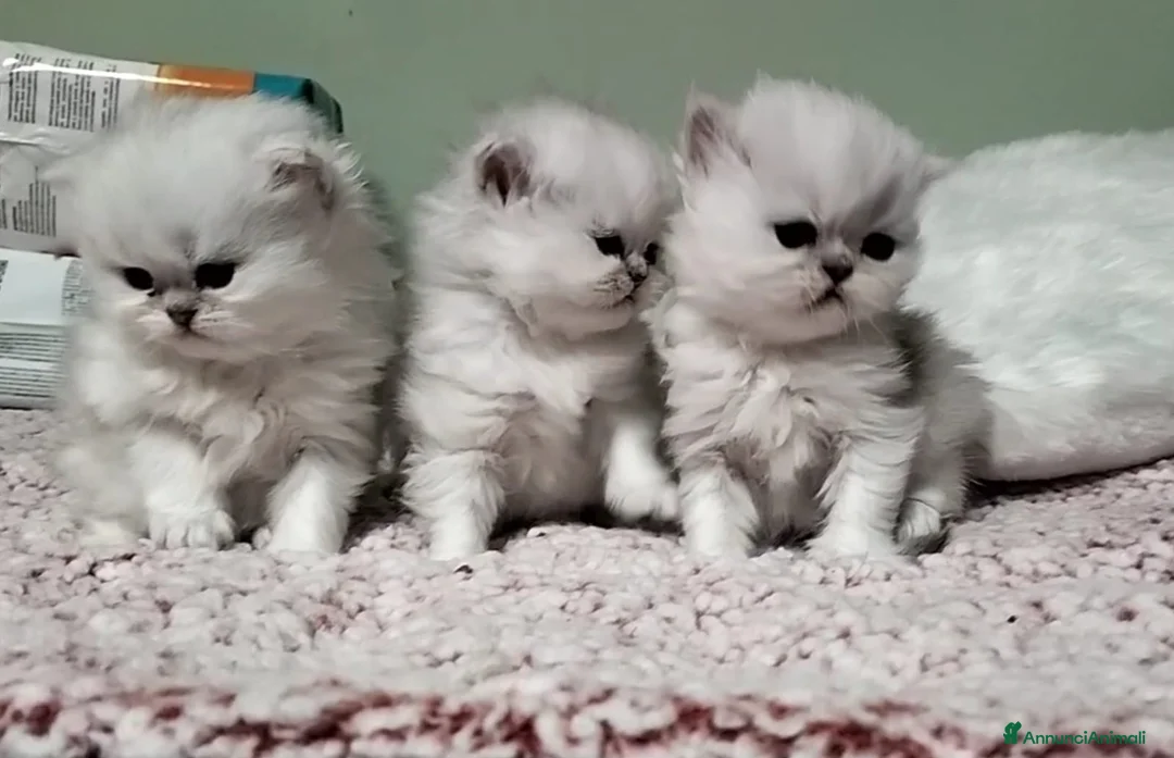 Persiano gatti in vendita: Cuccioli persiano chinchilla a Città metropolitana di Palermo - Annuncio 4