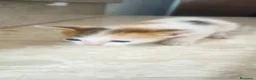 Europeo gatti in regalo: GATTINI - Annuncio 6