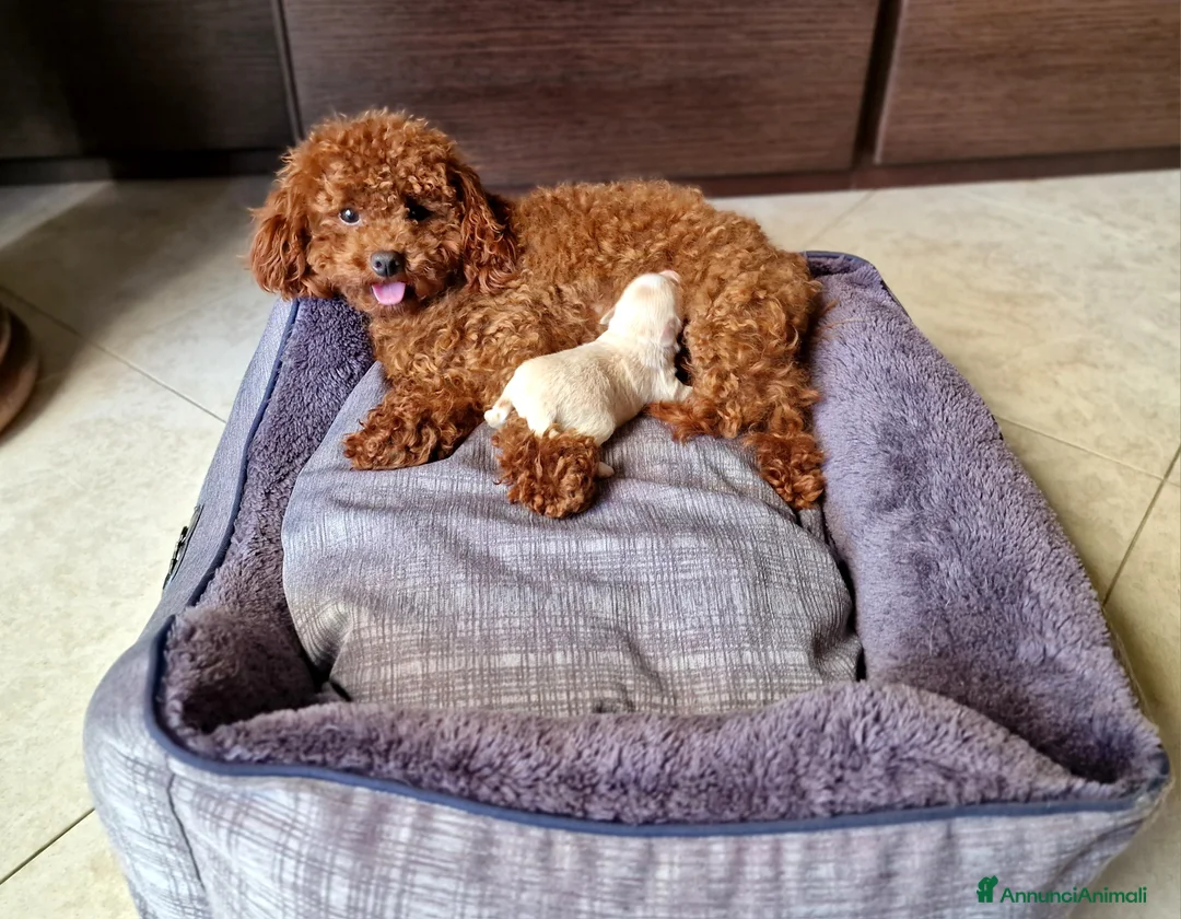 Meticcio cani in vendita: Maltipoo maschio  - Annuncio 2