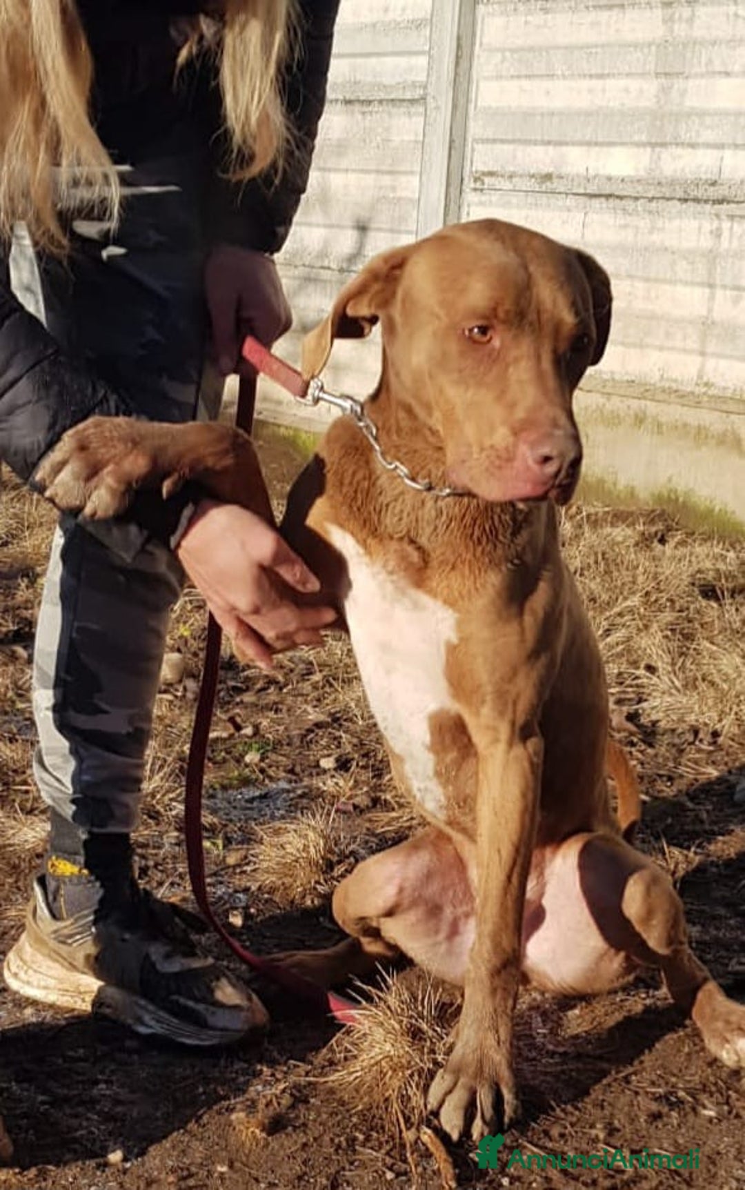 Pitbull cani in regalo: Splendido pitbull Red Nose - ZORO a Città metropolitana di Milano - Annuncio 4