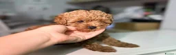Maltipoo cani in vendita: Cuccioli di Maltipoo F1B a Città metropolitana di Milano - Annuncio 10