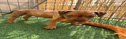 Pitbull cani in vendita: Ultima Femmina pitbull Disponibile  - Annuncio 3