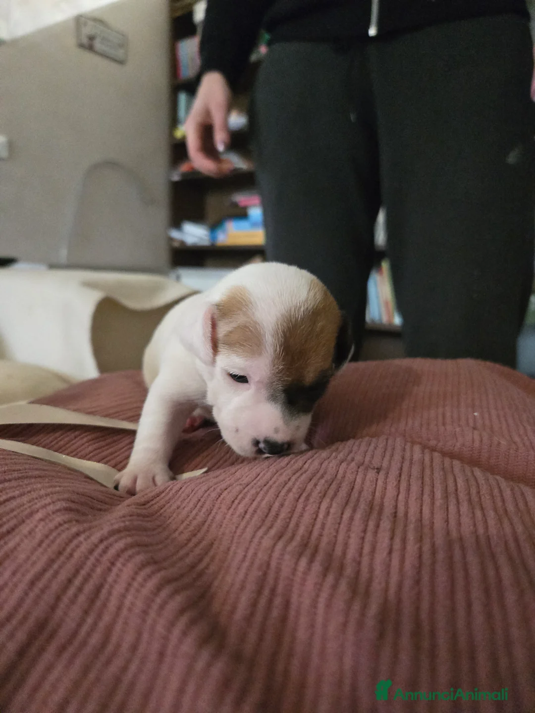 Jack Russell cani in vendita: Cuccioli Jack russell terrier - Annuncio 19