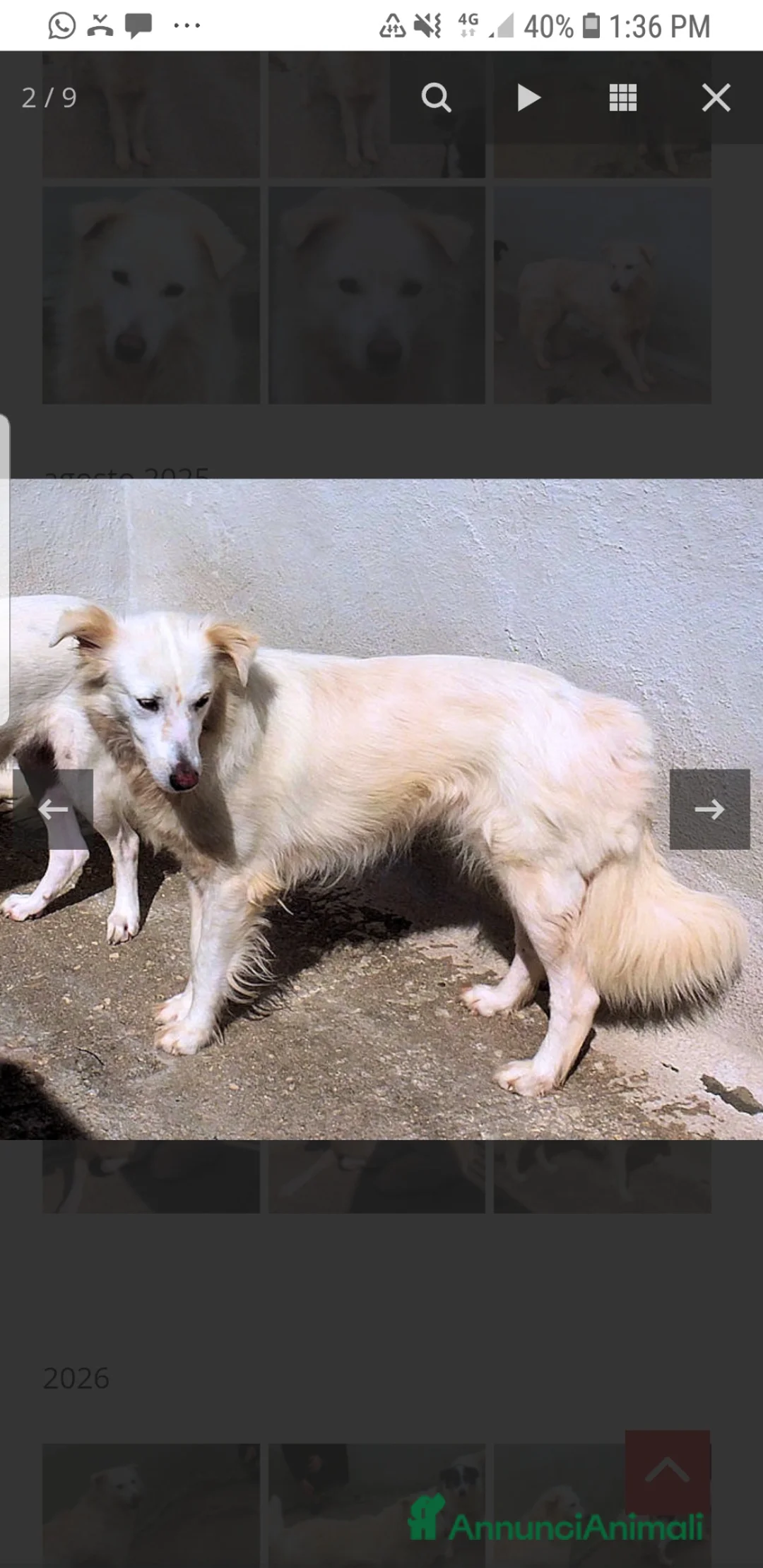 Golden Retriever cani in regalo: ADOZDEL💔:bellissima,elegant,gentile,finisce inbox - Annuncio 2