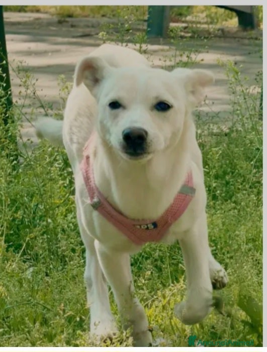 Meticcio cani Femmina 6mesi tg piccola NN LA VOGLIONO +.LECCO - Annuncio 9