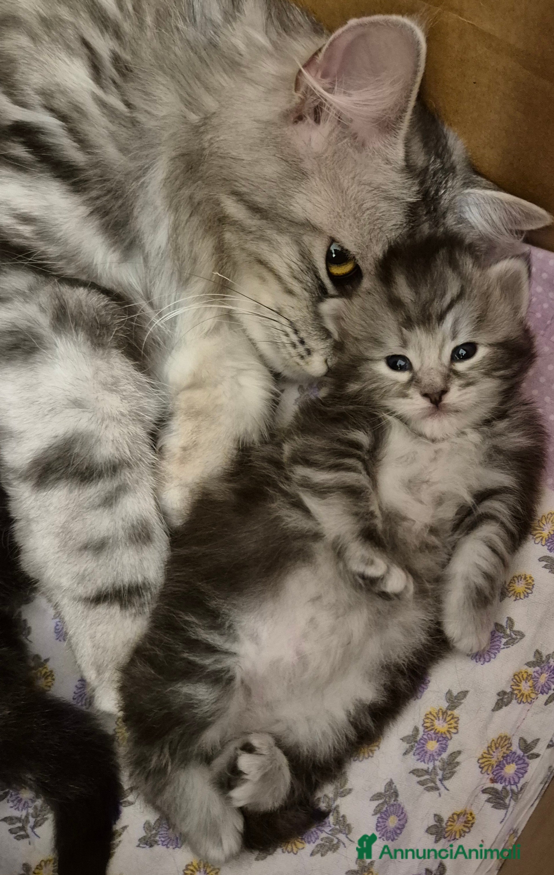 Siberiano gatti in vendita: gattini siberiani  - Annuncio 1