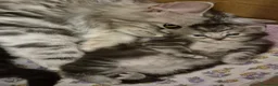 Siberiano gatti in vendita: gattini siberiani  - Annuncio 1