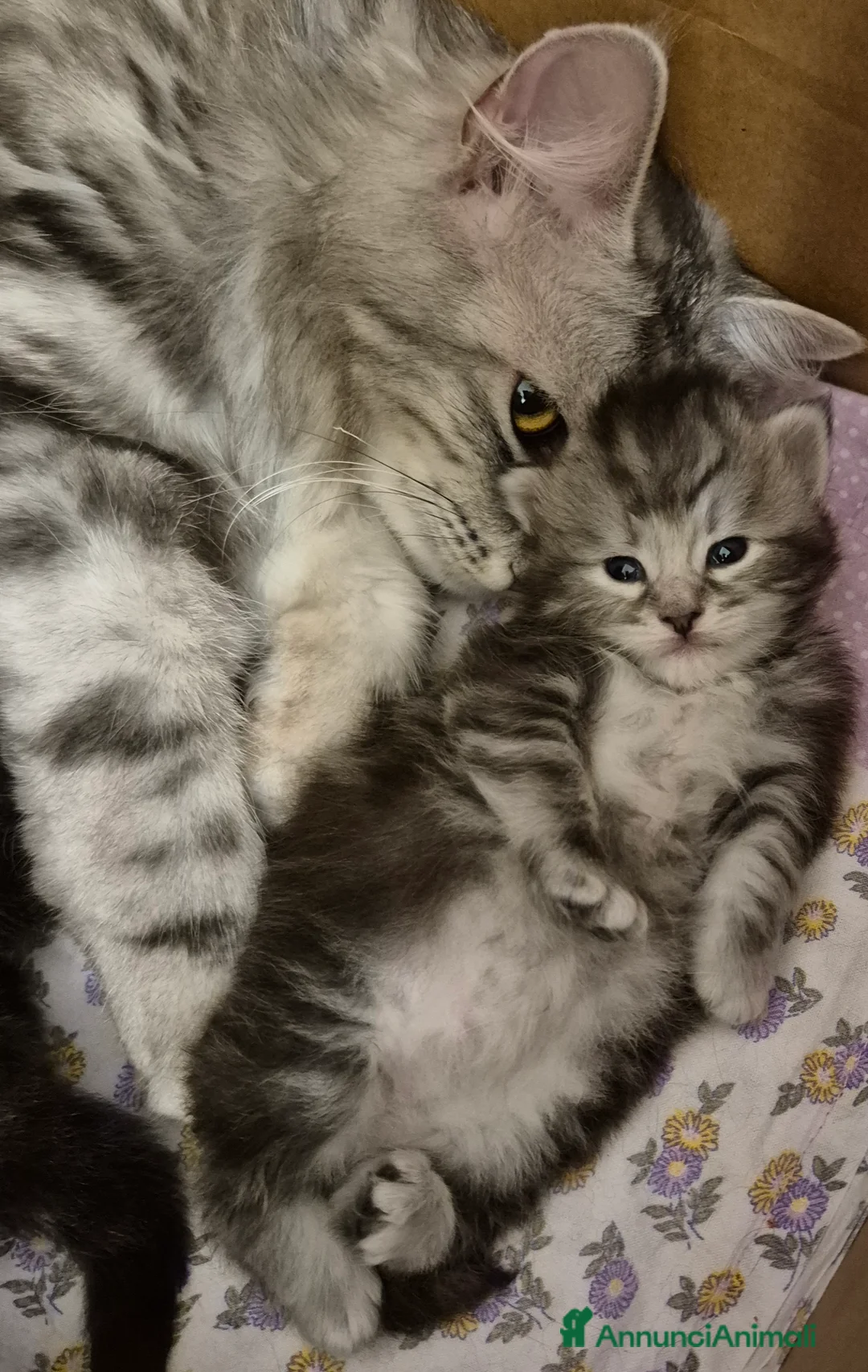 Siberiano gatti in vendita: gattini siberiani  - Annuncio 1