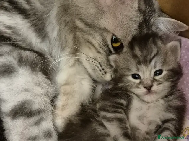 Siberiano gatti in vendita: gattini siberiani - Annuncio 1