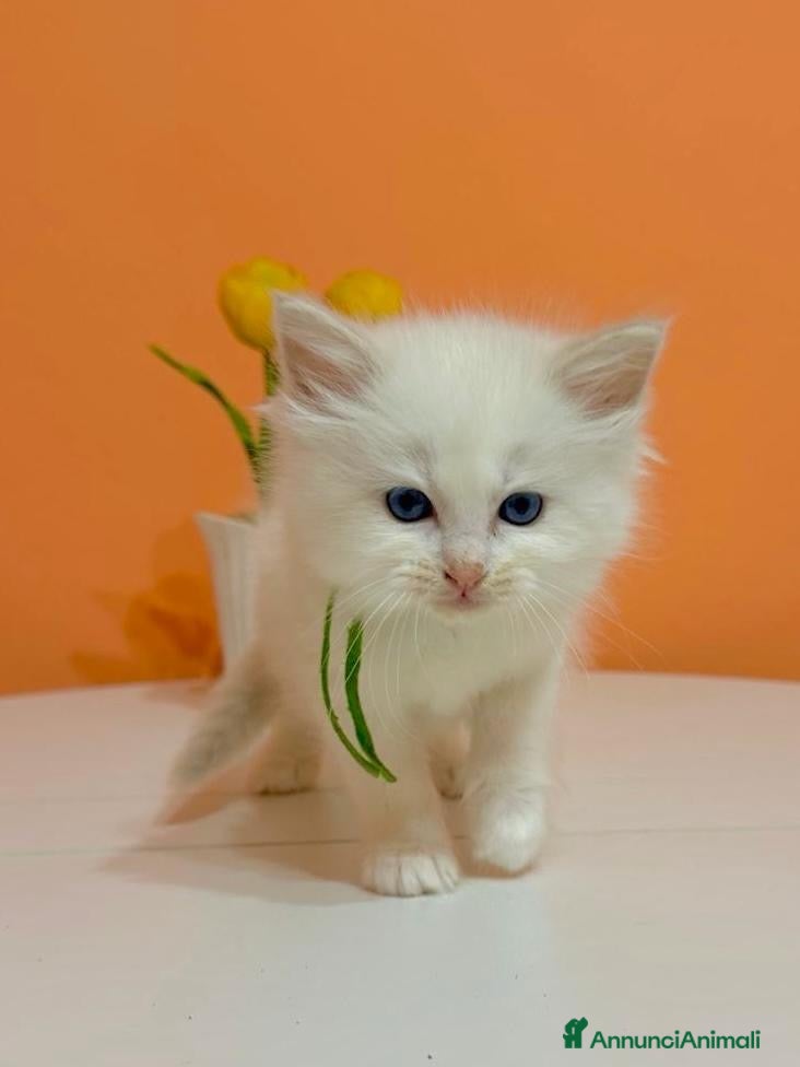 Ragdoll gatti Cuccioli di ragdoll - Annuncio 8