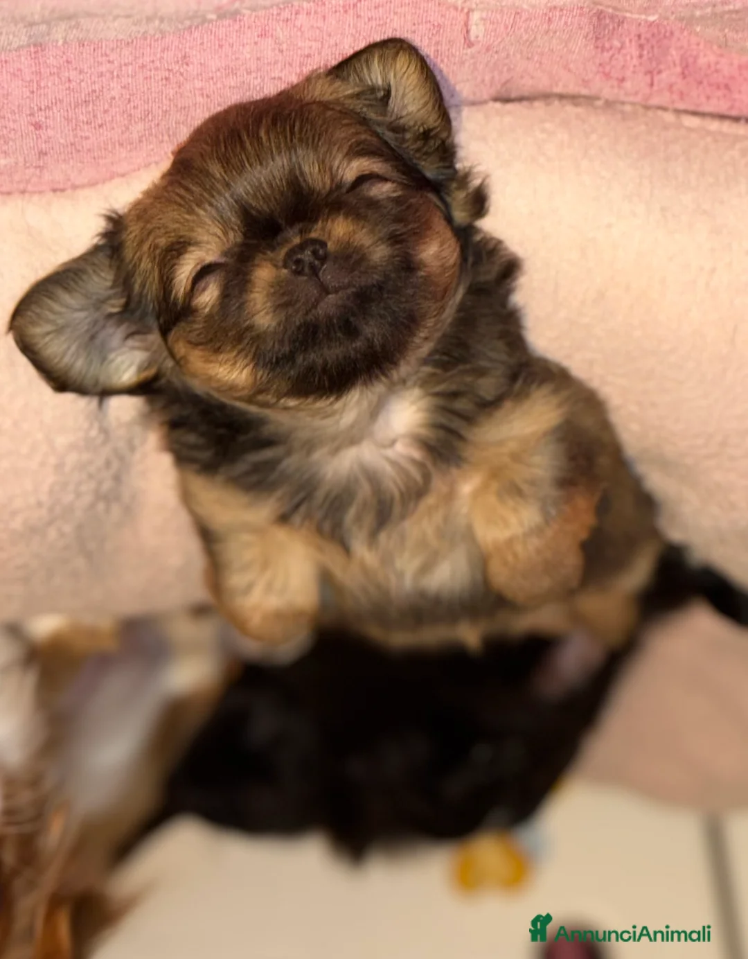 Chihuahua cani in vendita: Chihuahua mini  - Annuncio 3