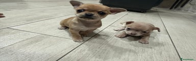 Chihuahua Cucciolo 3