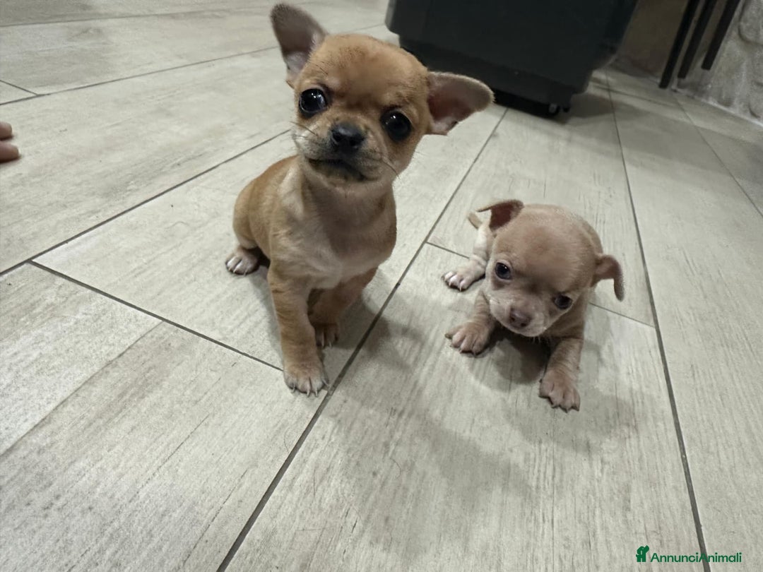 Chihuahua cani in vendita: Chihuahua  - Annuncio 3