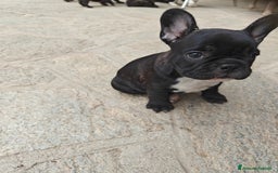 Bulldog Francese cani in vendita: CUCCIOLI DI BULLDOG FRANCESE a Provincia di Cuneo - Immagine 3