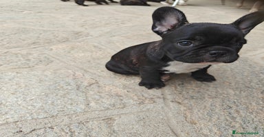 Bulldog Francese cani a Provincia di Cuneo - Annuncio 4