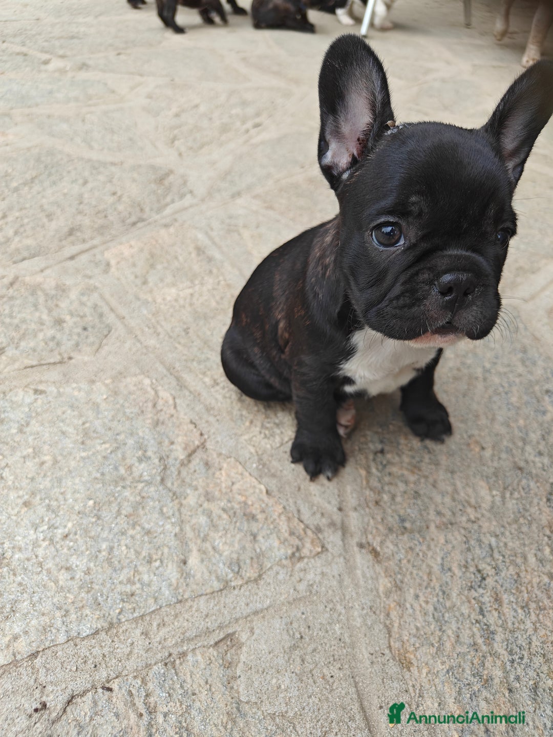 Bulldog Francese cani in vendita: CUCCIOLI DI BULLDOG FRANCESE a Provincia di Cuneo - Immagine 3