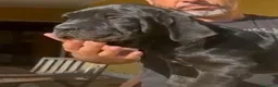 Mastino Napoletano cani in vendita: Cuccioli mastino napoletano - Annuncio 1