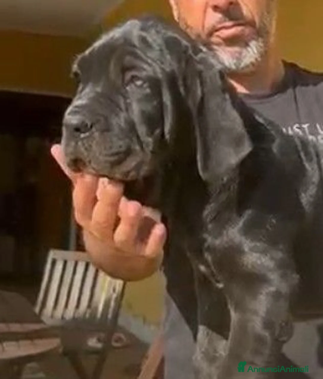 Mastino Napoletano cani in vendita: Cuccioli mastino napoletano - Annuncio 1