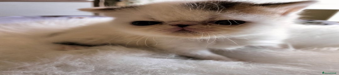 Exotic Shorthair Gattino 1