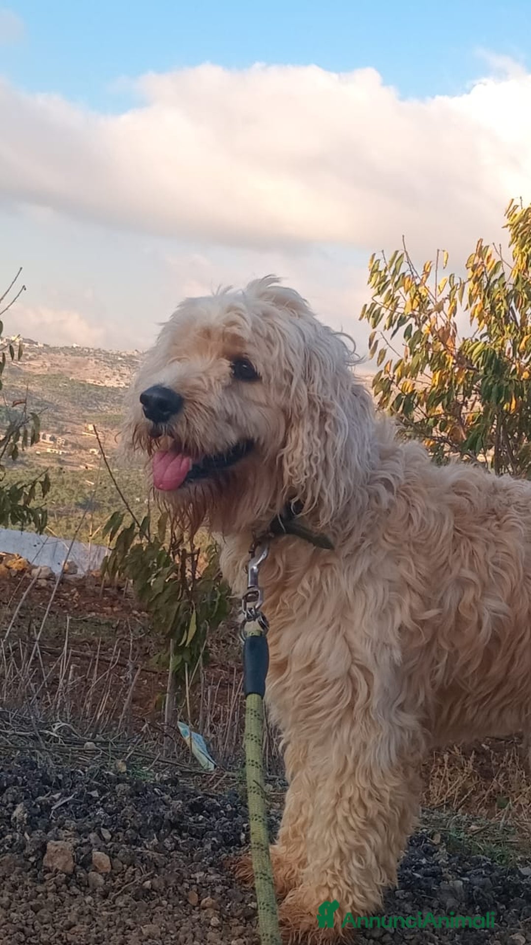 Barboncino cani in regalo: Splendido Barboncino - FLUFFY - Annuncio 17