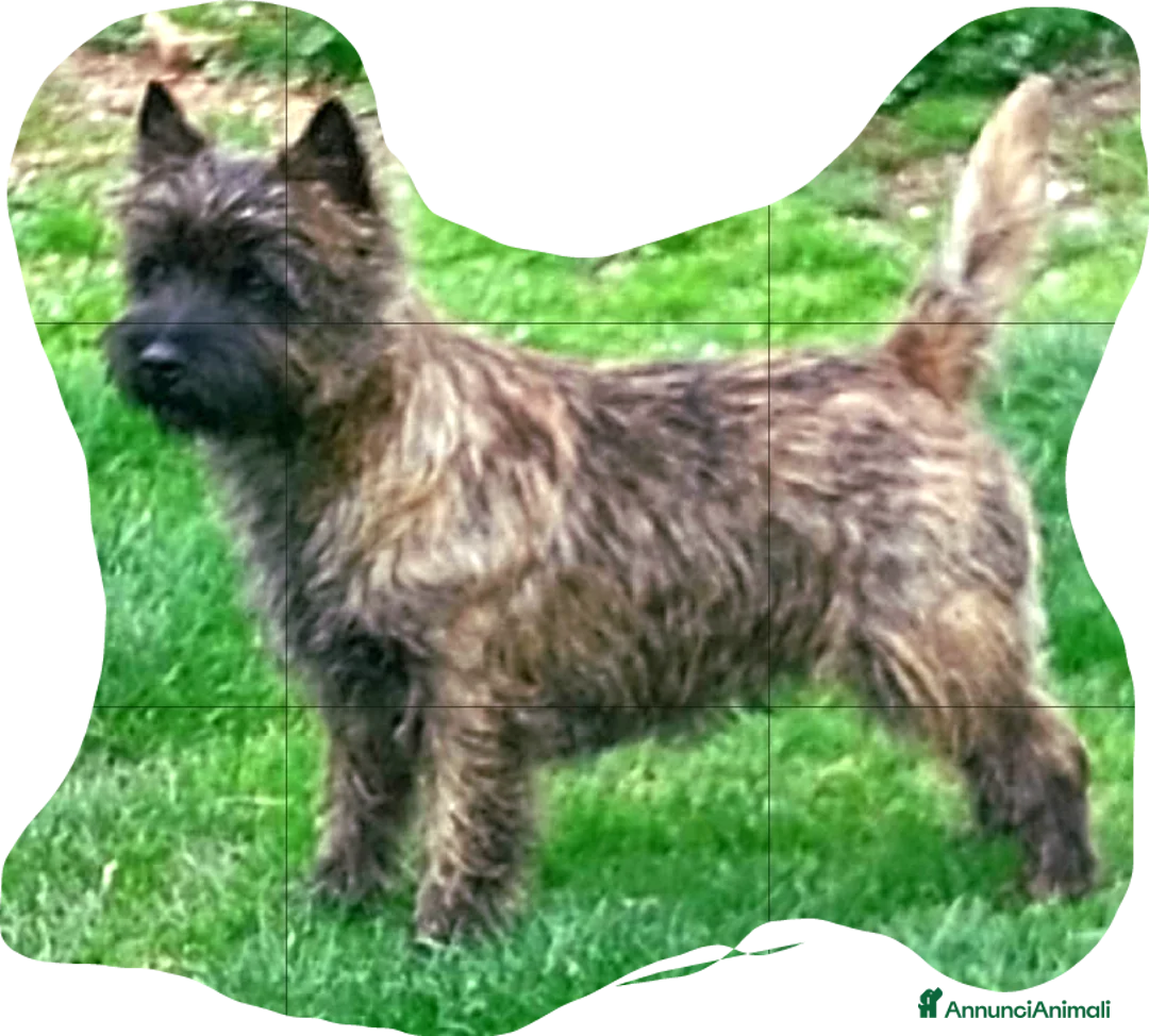 Immagine della galleria {{count}}