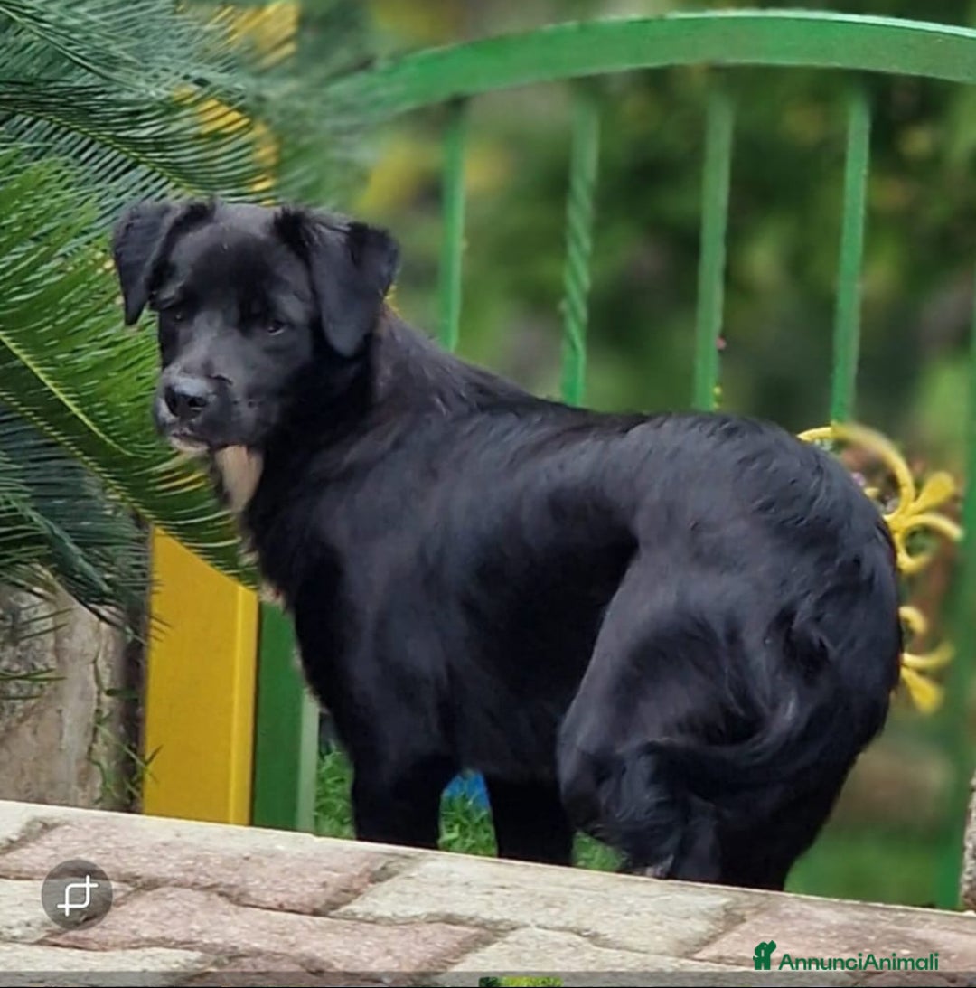 Meticcio cani in regalo: UNA MAMMA PER MILO - Annuncio 3