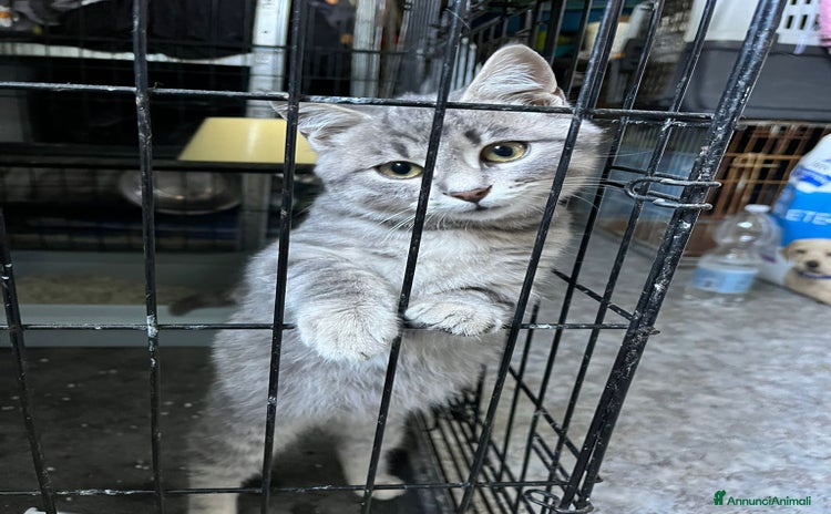 Europeo gatti - Annuncio 4