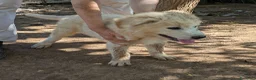 Meticcio cani in regalo: Cuccioli meticci cercano casa - Annuncio 17