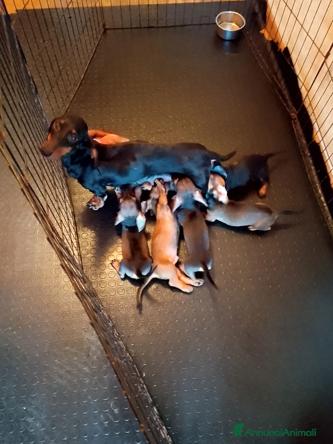 Bassotto cani in vendita: Bassotta pelo corto nana con pedigree  - Annuncio 10