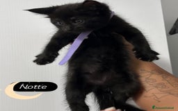 Maine Coon gatti in vendita: Cuccioli misti Maine coon  - Immagine 6