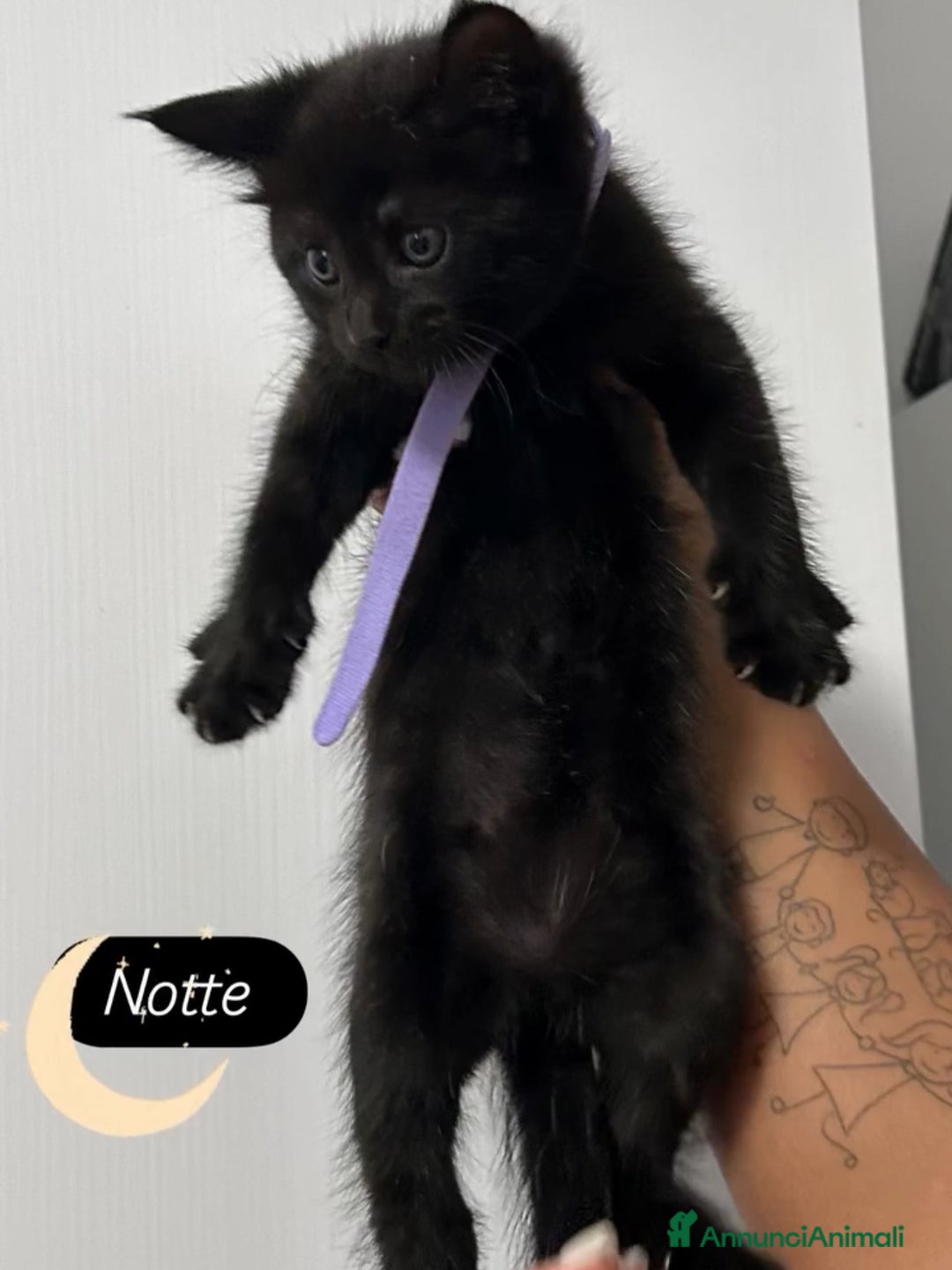 Maine Coon gatti in vendita: Cuccioli misti Maine coon  - Immagine 6