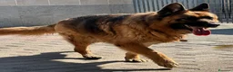 Meticcio cani in regalo: IBRA PASTORE TEDESCO - Annuncio 5