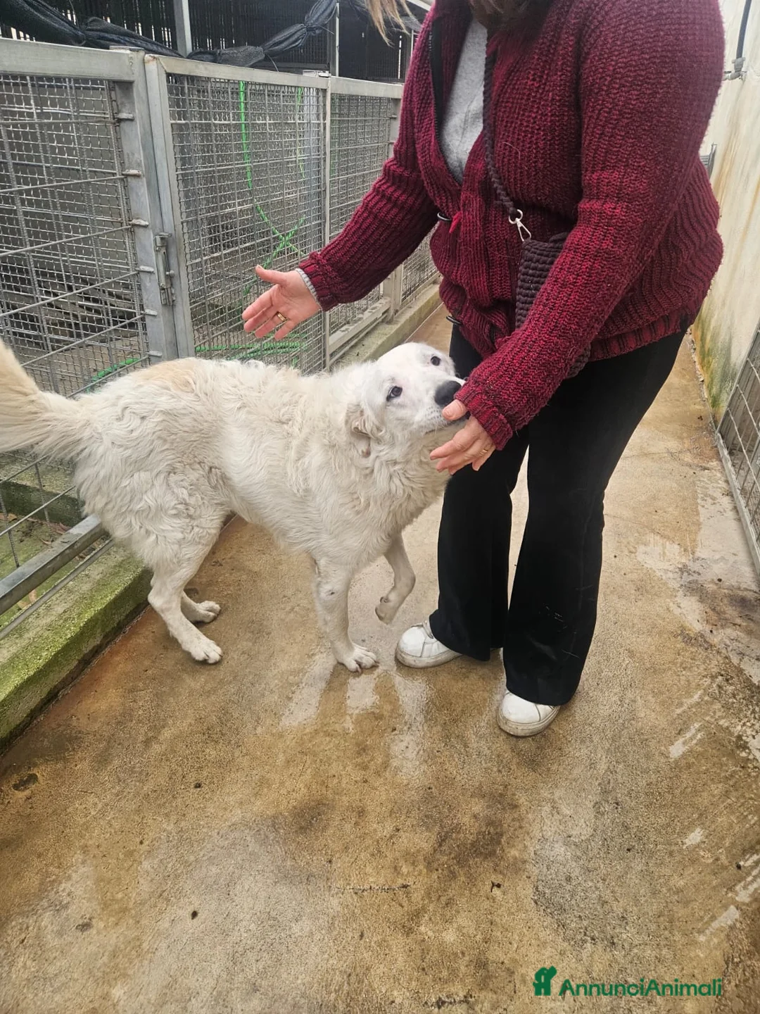 Meticcio cani in regalo: Ugo: cucciolone buonissimo con tutti  - Annuncio 1