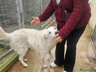 Meticcio cani Ugo: cucciolone buonissimo con tutti - Annuncio 12