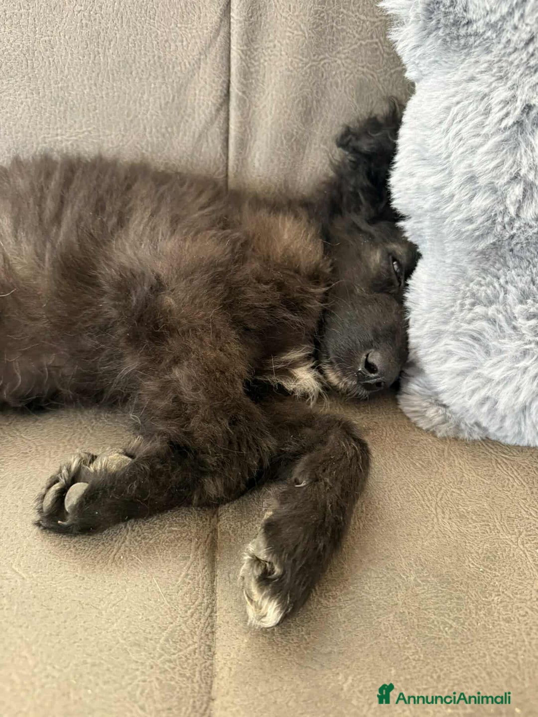 Meticcio cani in regalo: OMBRA, bellissima orsetta in nero! - Annuncio 4