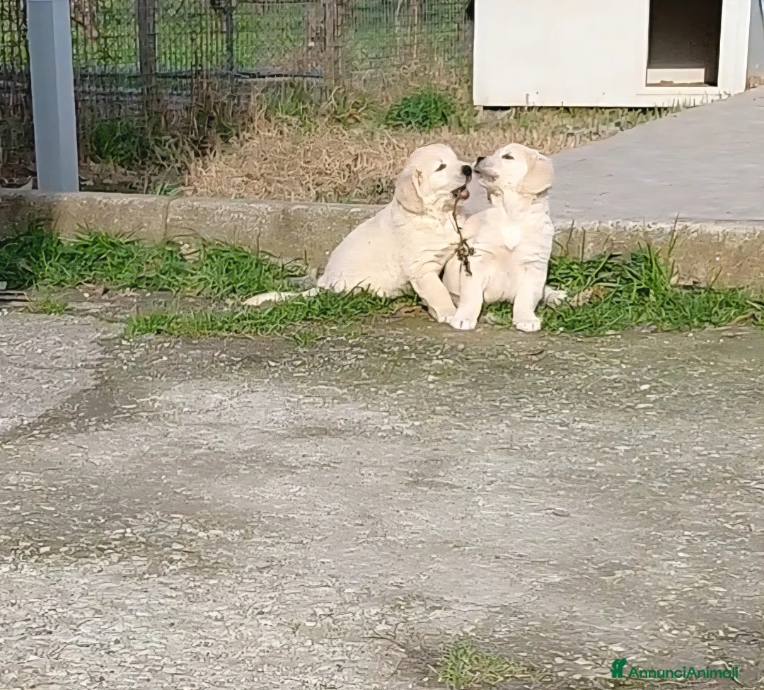 Golden Retriever cani in vendita: Cucciolindi Golden retriever - Annuncio 6