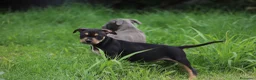 Pitbull cani in vendita: Cuccioli Pit Bull pronta consegna  - Annuncio 17