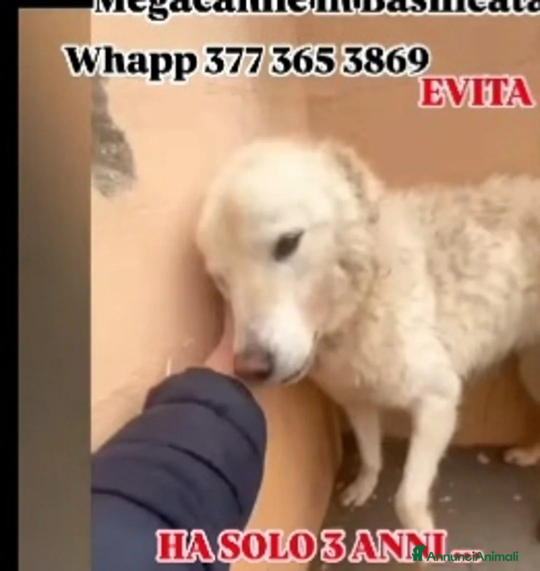 Meticcio cani in regalo: Evita 3/4anni tolta da 1lager SOS CASA ROMA - Annuncio 2