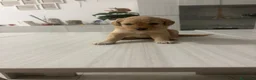 Barboncino cani in vendita: Barboncini.  - Annuncio 1