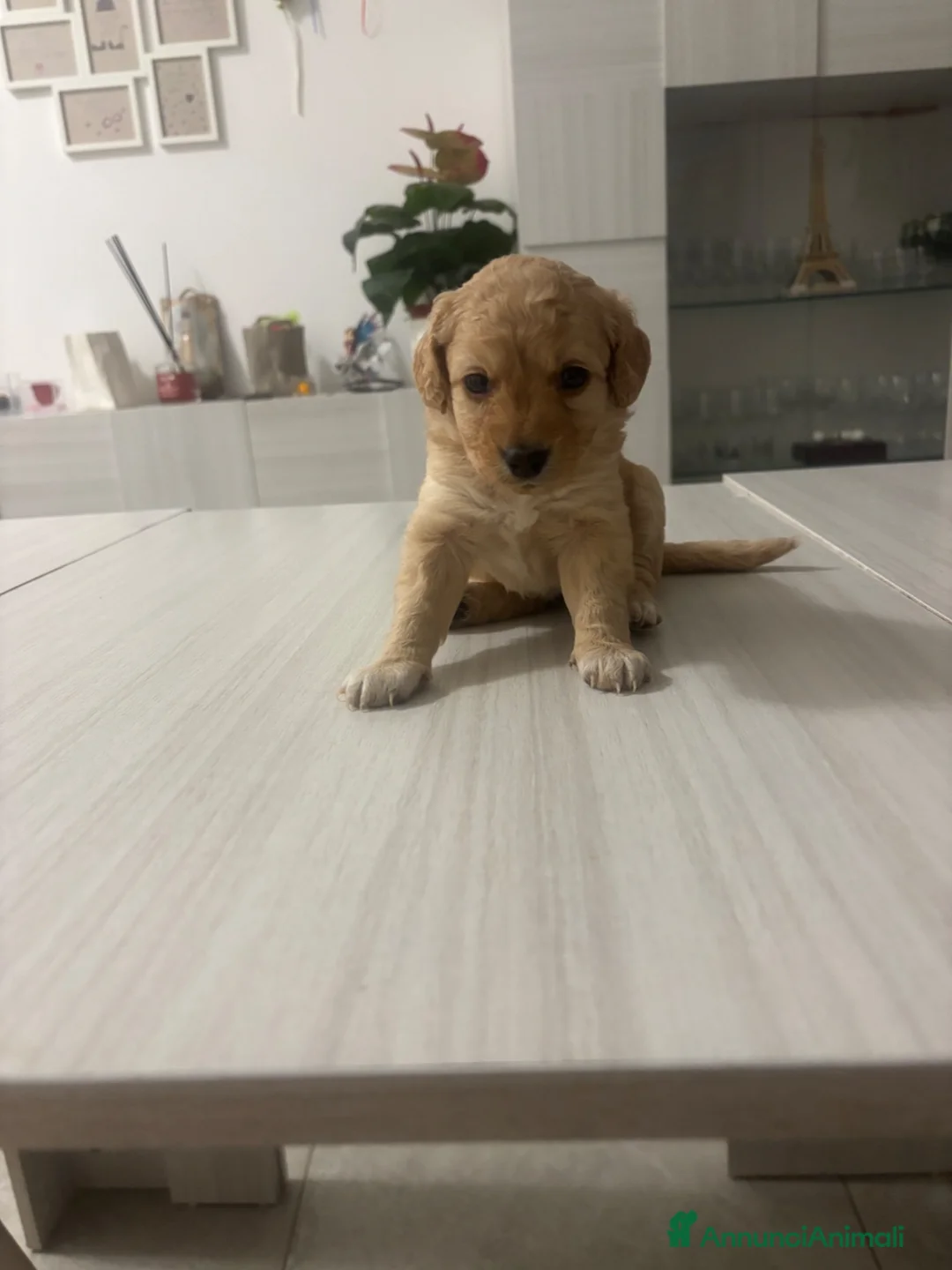 Barboncino cani in vendita: Barboncini.  - Annuncio 1