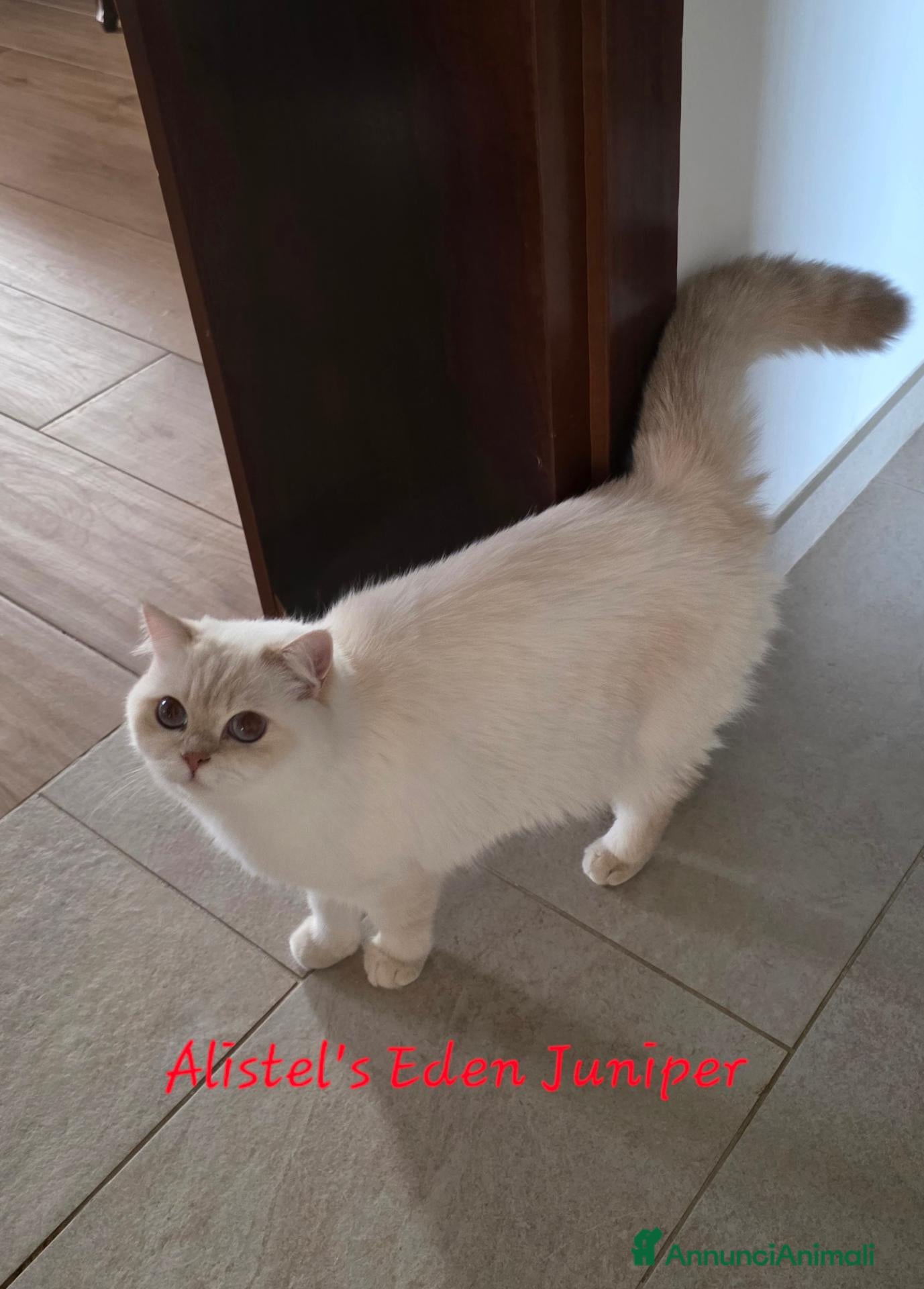 British gatti Gattina amorevole  - Annuncio 2