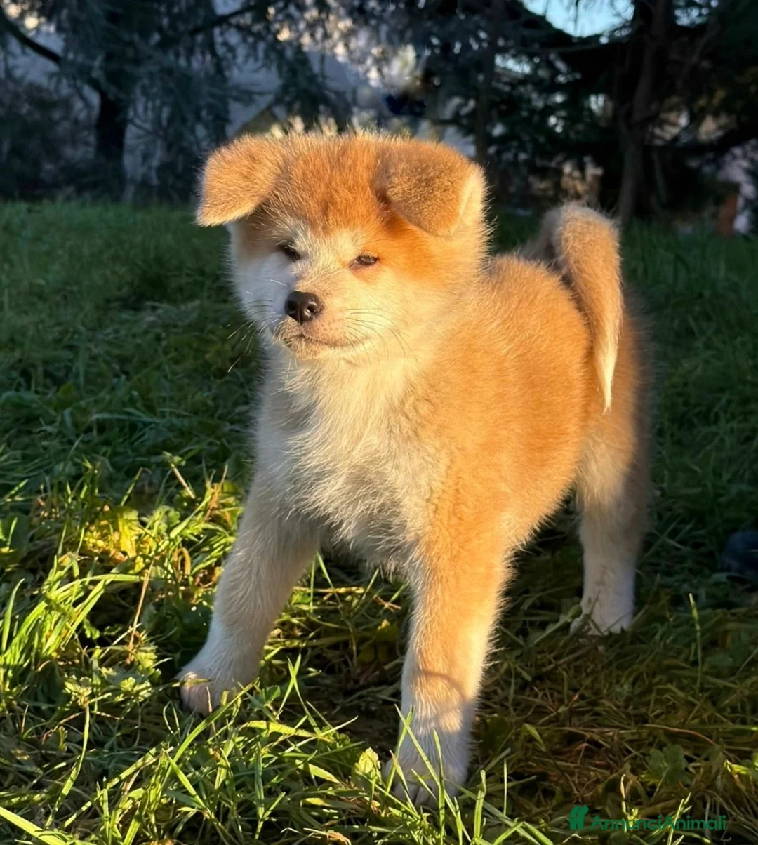 Akita Inu cani in vendita: Cuccioli Akita Inu  - Annuncio 4