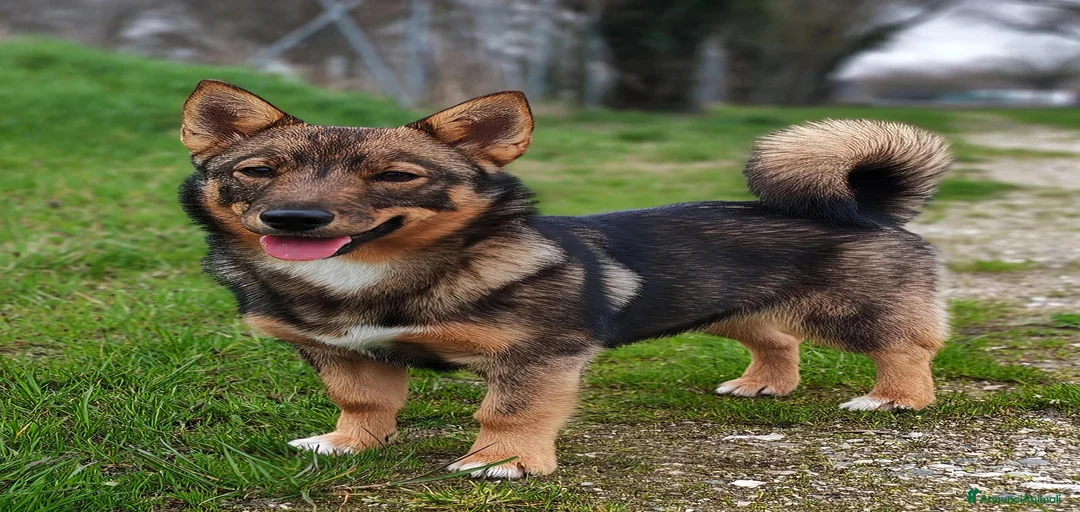 Immagine della galleria {{count}}